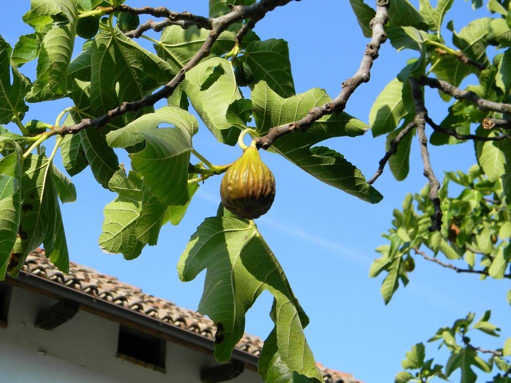 Residenza Ca D'Masseu Lägenhet Calamandrana Exteriör bild